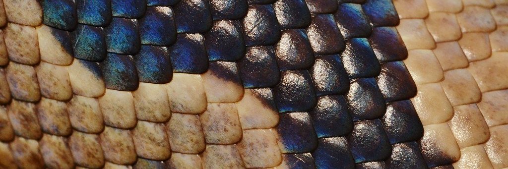 𝕶𝖆𝖆 𝖙𝖍𝖊 𝕾𝖓𝖆𝖐𝖊 🐍🔞 banner