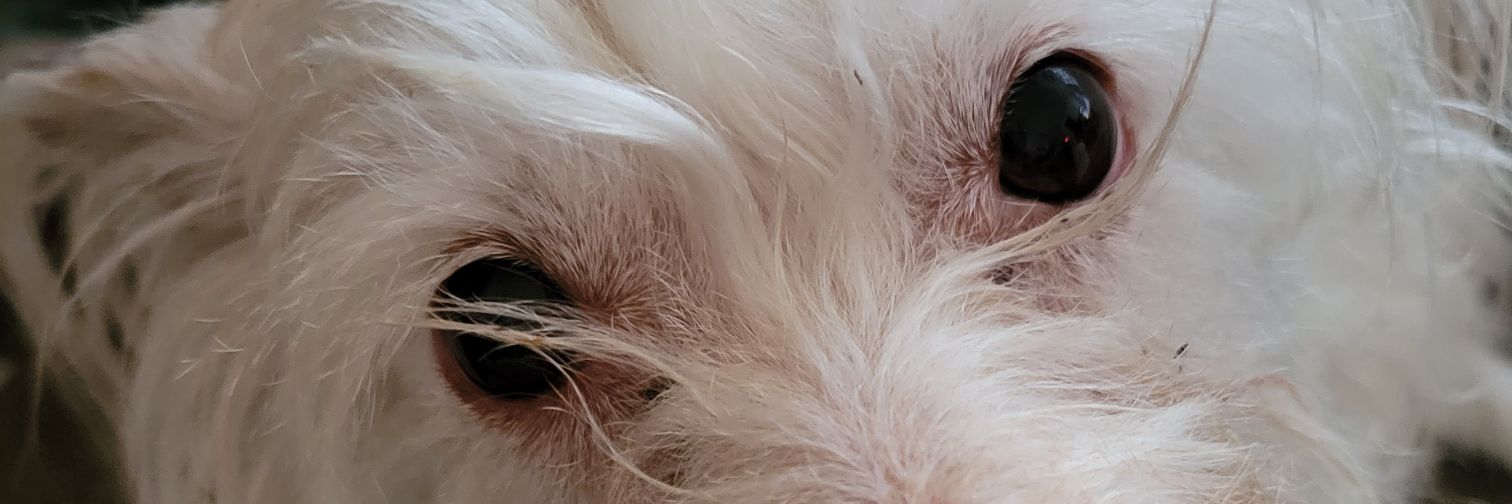 LauraASteinberg's profile banner image