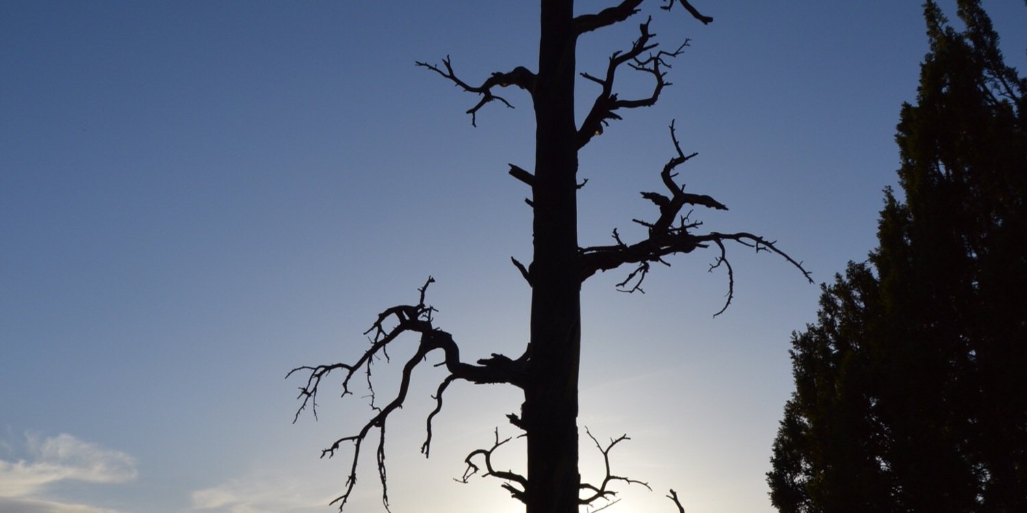 Pepijn van Rijen banner