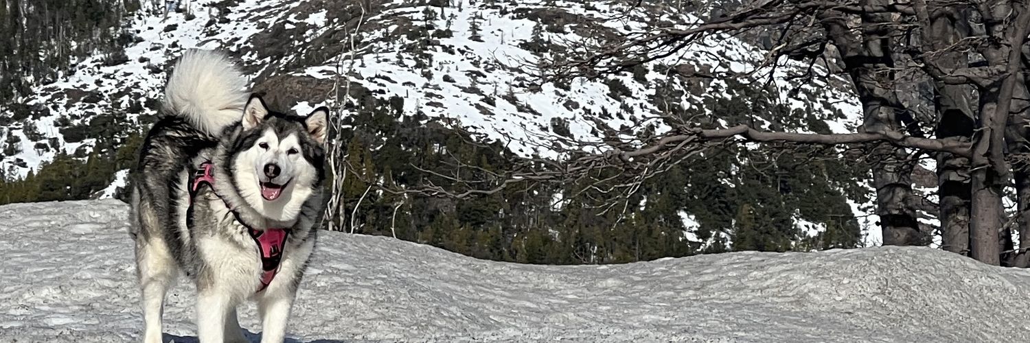 alliefoster00's profile banner image