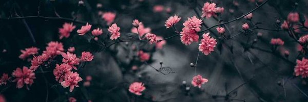 vallepinal62's profile banner image