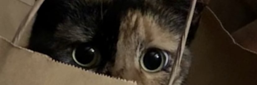 WhatWouldCathDo's profile banner image