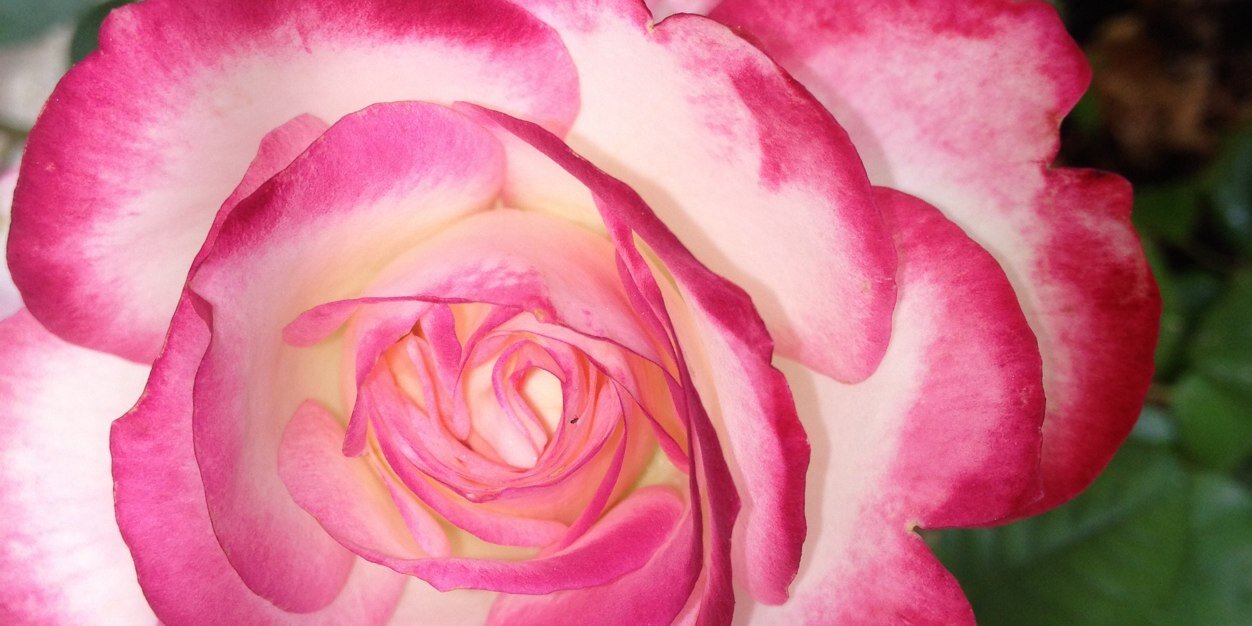 Ornella__D's profile banner image