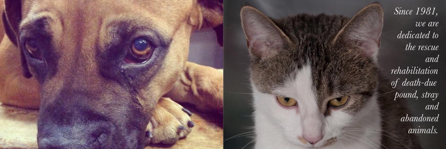 Last Hope Inc banner