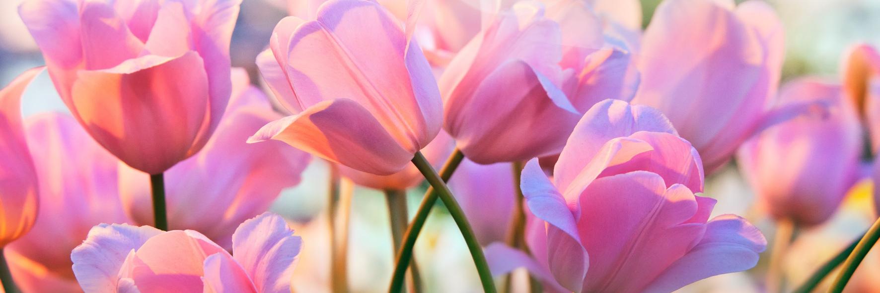 Orchidea's banner