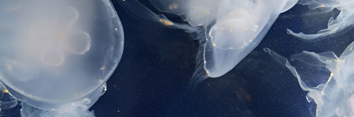 qeanie banner