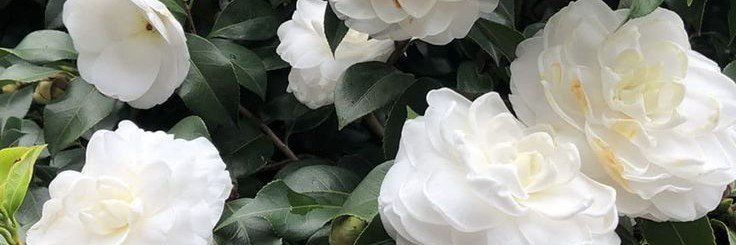 Majestykl's profile banner image