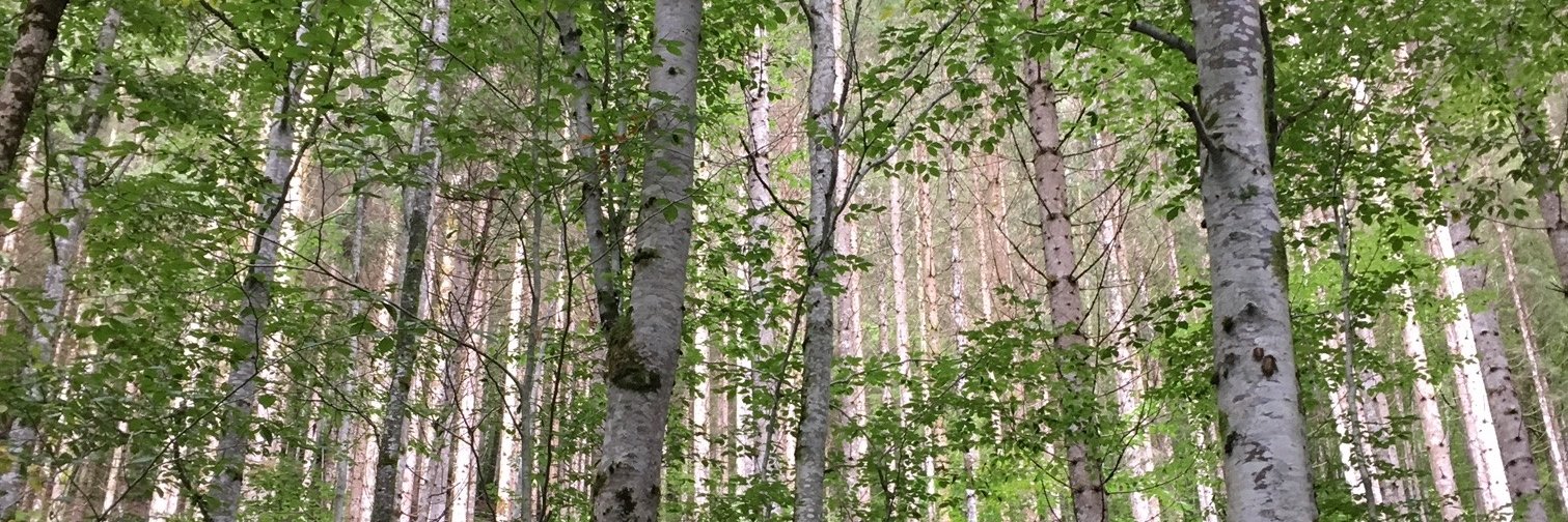 Clifford Padevit banner