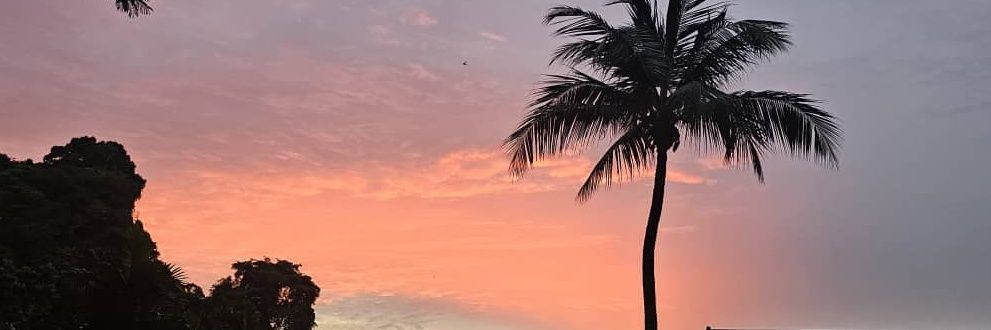 CoconutMou banner