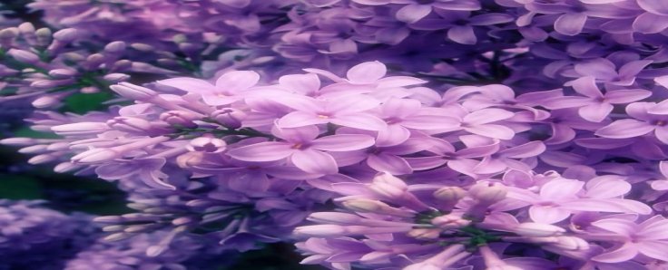Mercifulhuman_being banner
