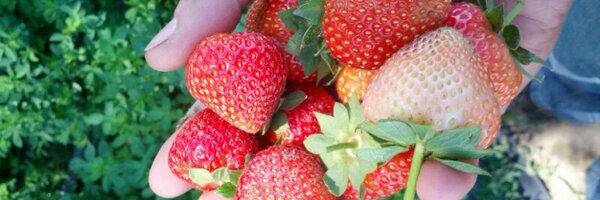 Prudenge Profile Banner