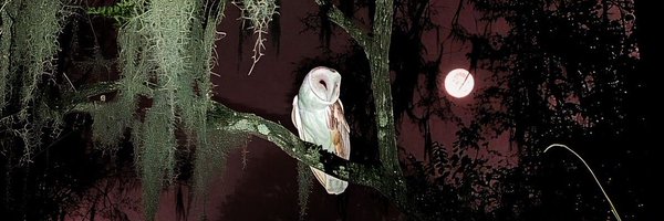 bckylvebot Profile Banner