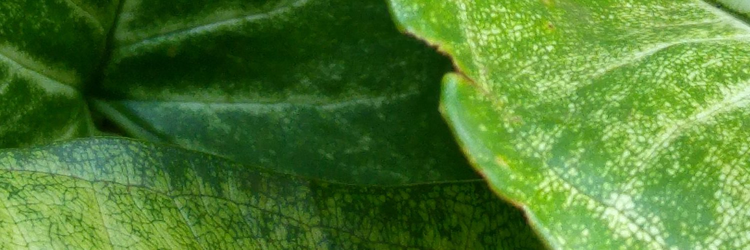 Priincila's profile banner image