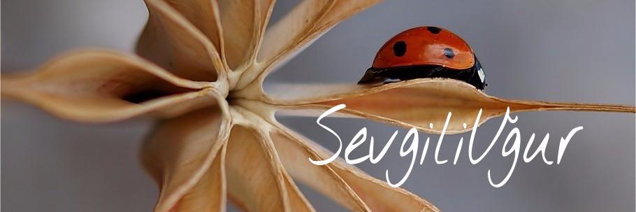 SevgiGrup's profile banner image