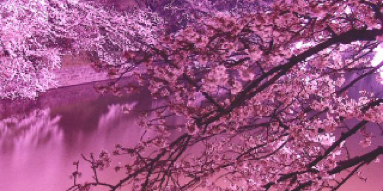 chanteke's profile banner image