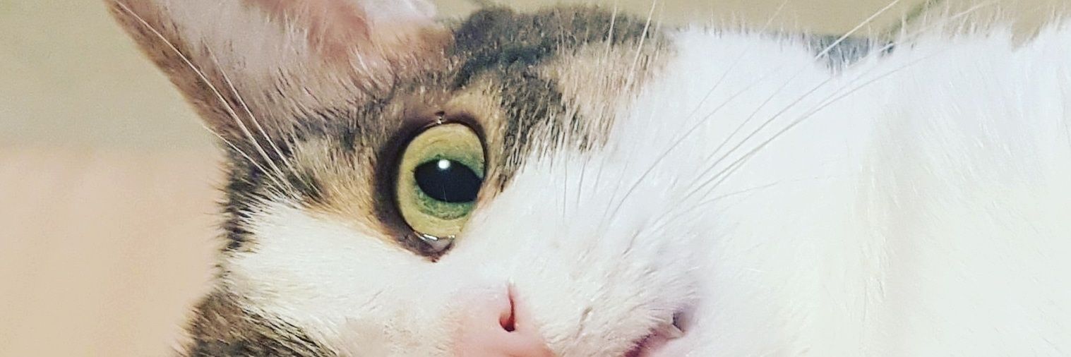 AmyLarien's profile banner image