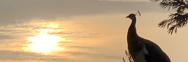 cachinalcantara Profile Banner