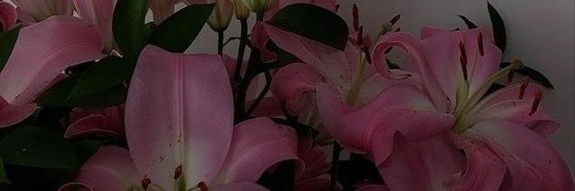 zleqzz banner
