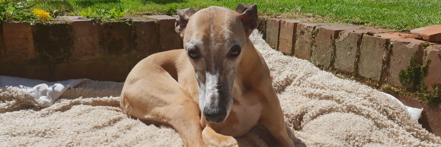 Julia Cleave 🐾❤🐶 banner