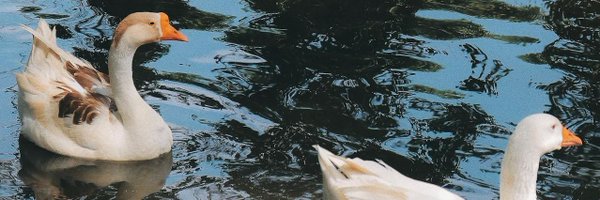 mr_duck_ke Profile Banner