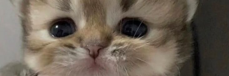 rcinnamsil's profile banner image