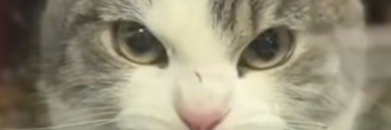 JC 0713 🇭🇳🦁🇳🇱 banner