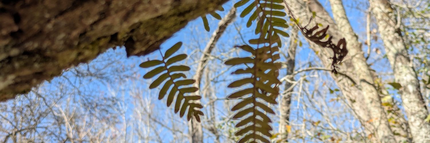 eel🌿's banner