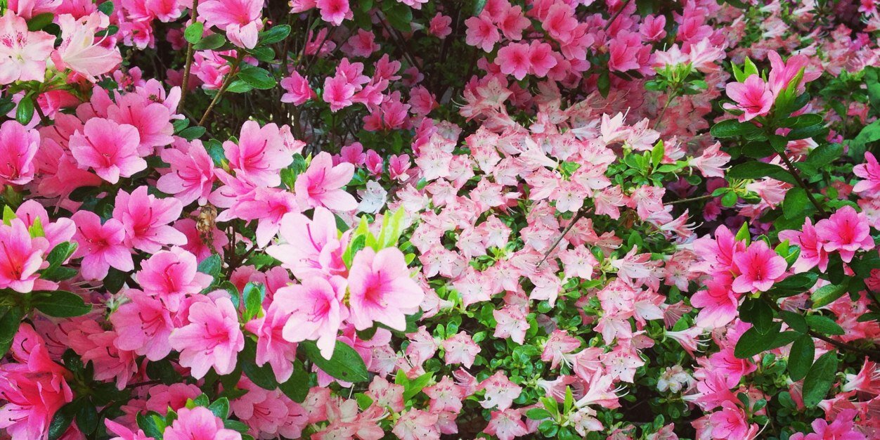 hellcandy's profile banner image