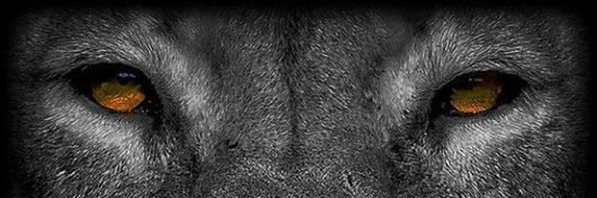 _todealargs's profile banner image
