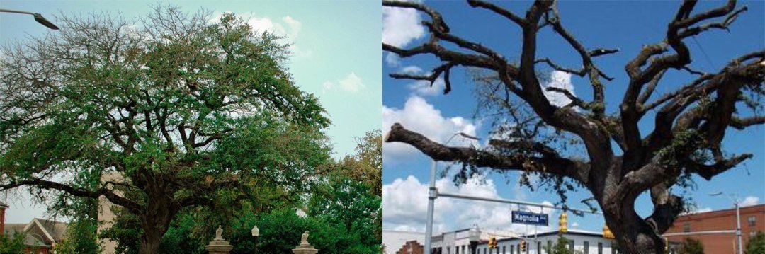 Harvey Updyke banner