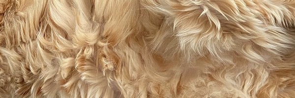 thebalimcat Profile Banner