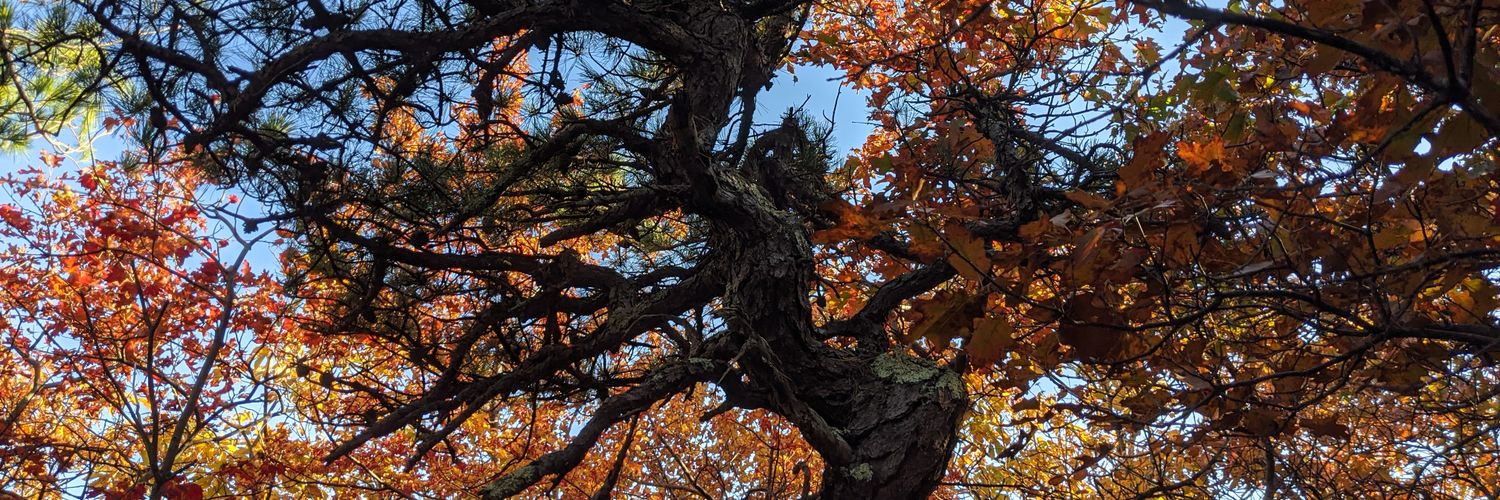 orbro's profile banner image