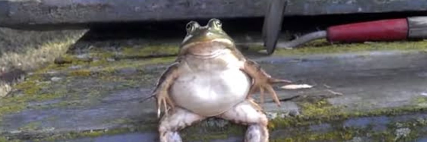frogrock08's profile banner image