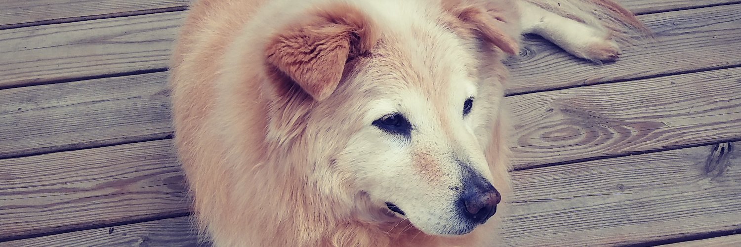 Ladygeedee's profile banner image