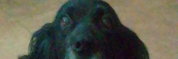 rubendariog458 Profile Banner