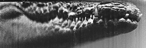 𝕳𝖆𝖉𝖊𝖘 banner