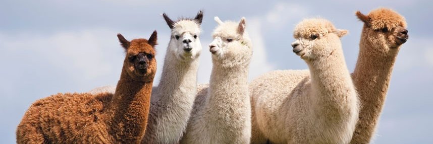 ____alpaca1____'s profile banner image