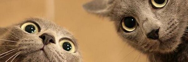 brendongreen Profile Banner