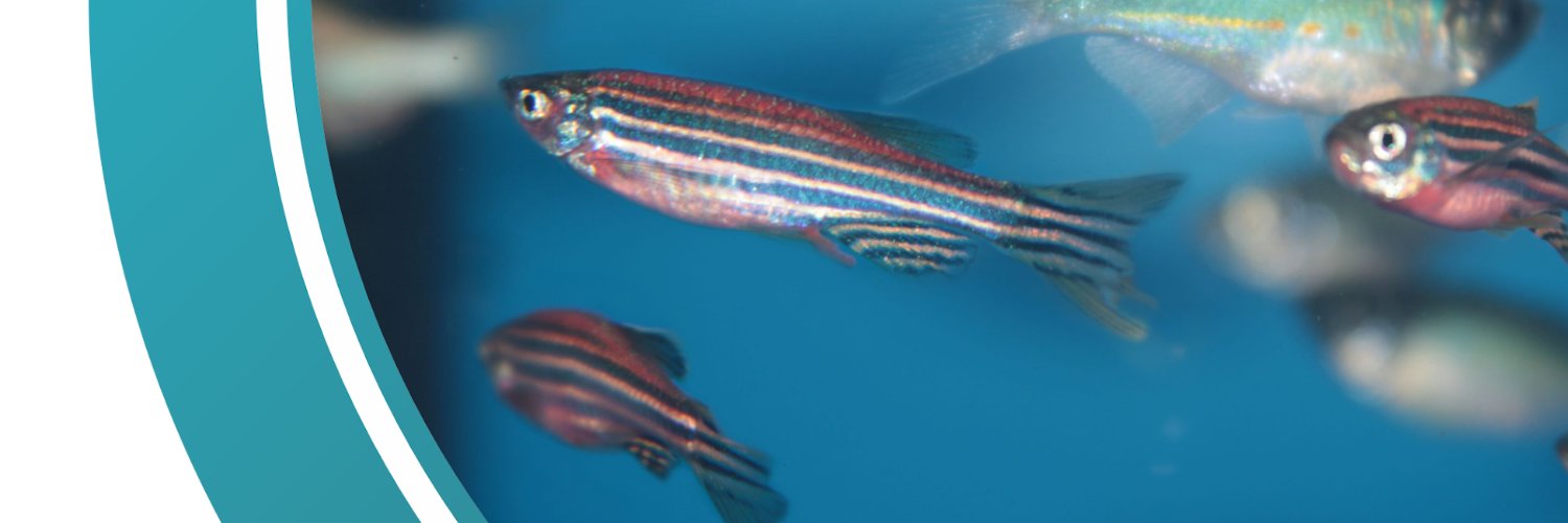 Zencure.project banner