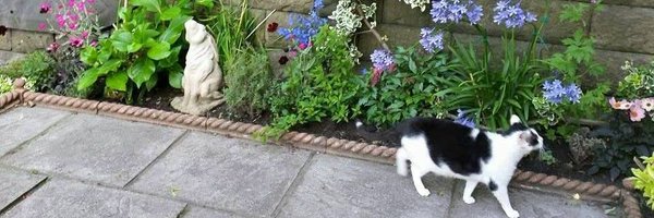 eshelm Profile Banner