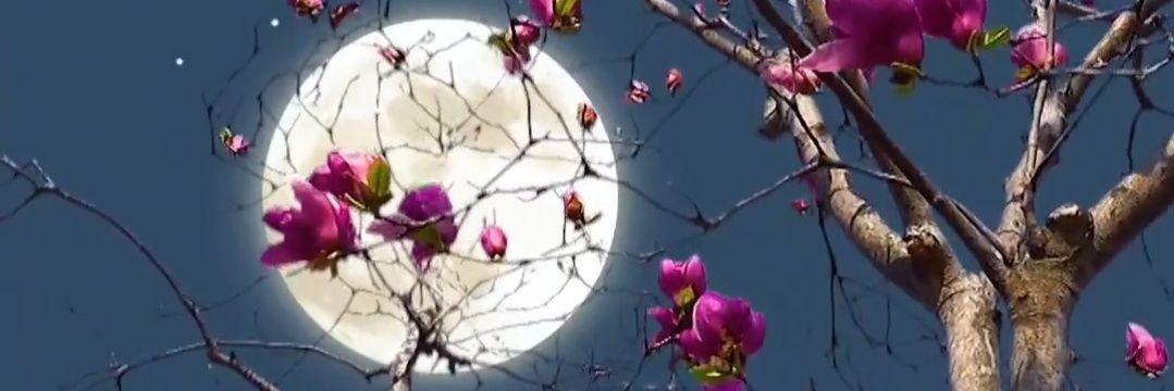 แวะมาเติมแมว banner