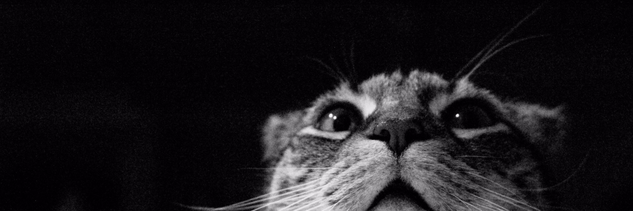 coolterps's profile banner image