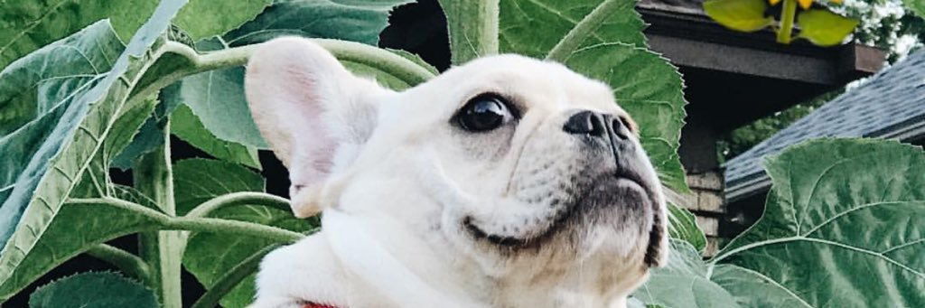 audreydills's profile banner image
