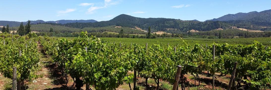 Paloma Díaz Abásolo banner