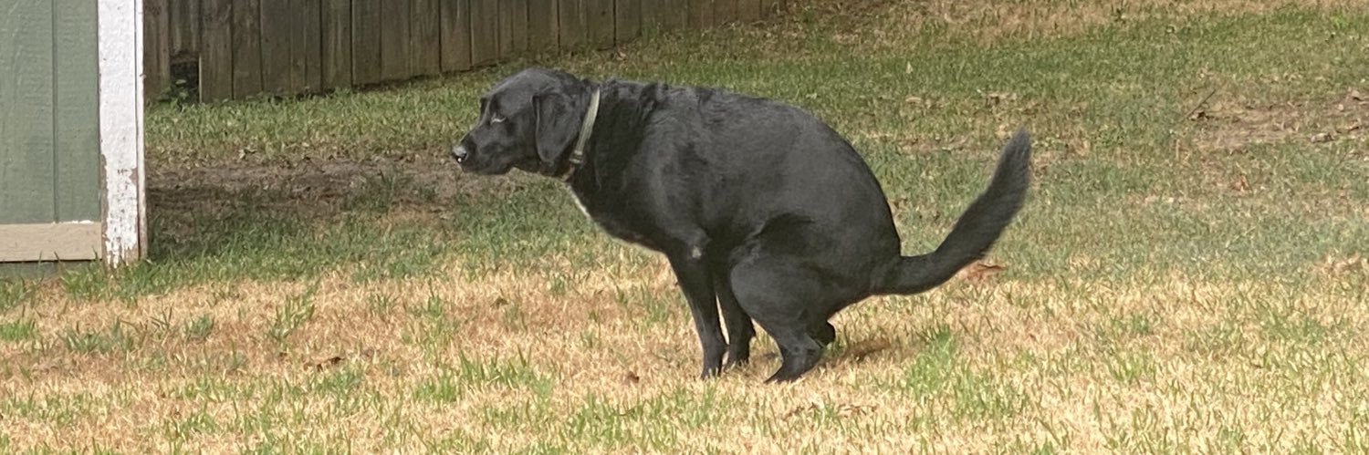 Labrador banner