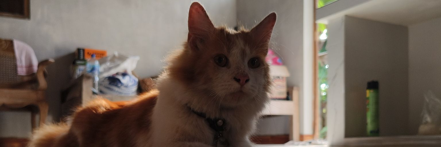 AmerCapBango's profile banner image