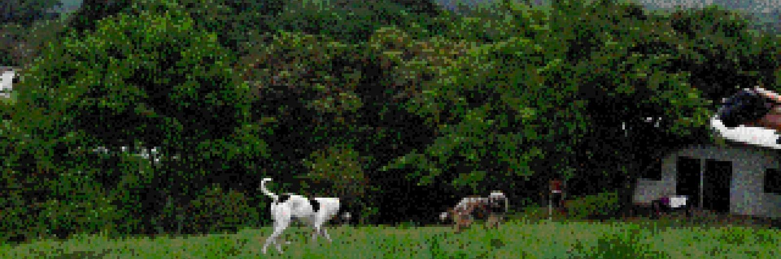 Csaldt's profile banner image