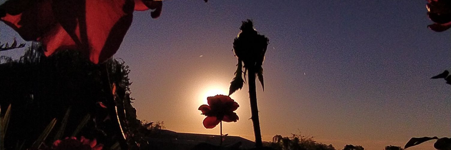 _TaniaCaceres's profile banner image