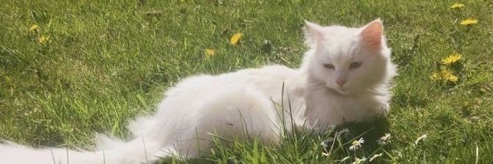 lele bolota pt2 banner