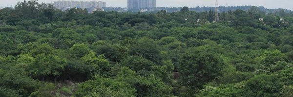 SaveCityForests Profile Banner